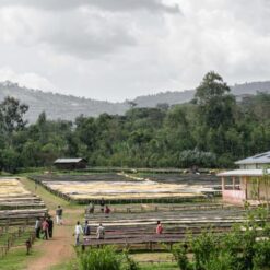 Hazy Peach Ethiopia